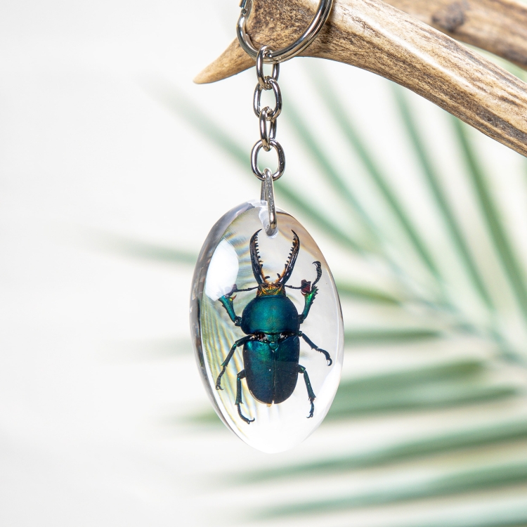 Saw Tooth Beetle Keyring In Resin (Lamprima sp)