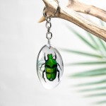 Minibeast Green Flower Beetle Keyring In Resin (Ischiopsopha bifasciata)