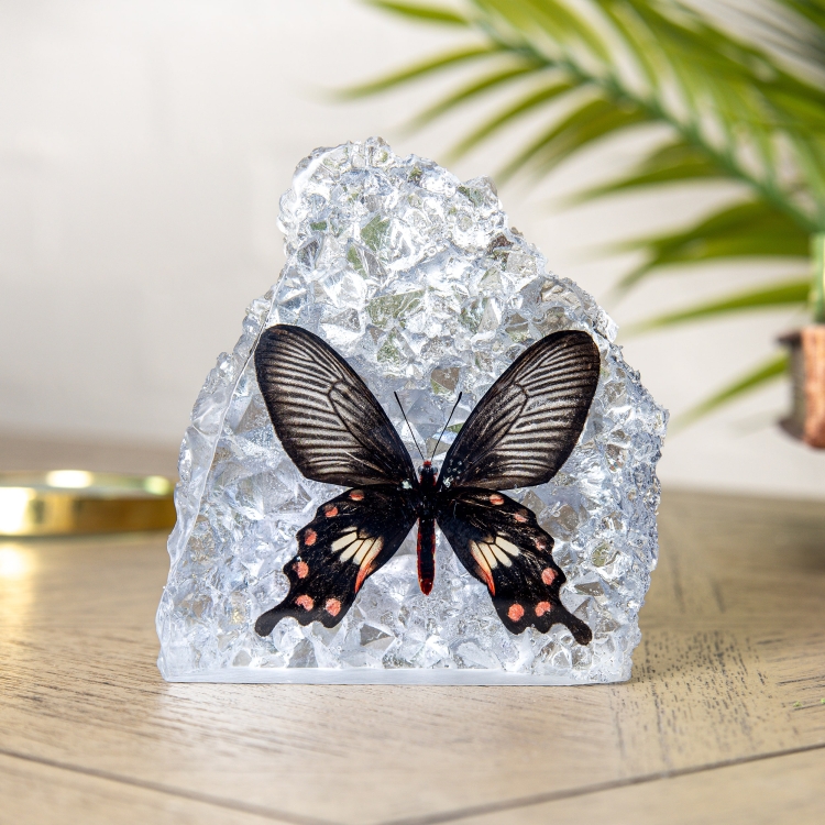 The Common Rose Butterfly In Resin (Pachliopta aristolochia)