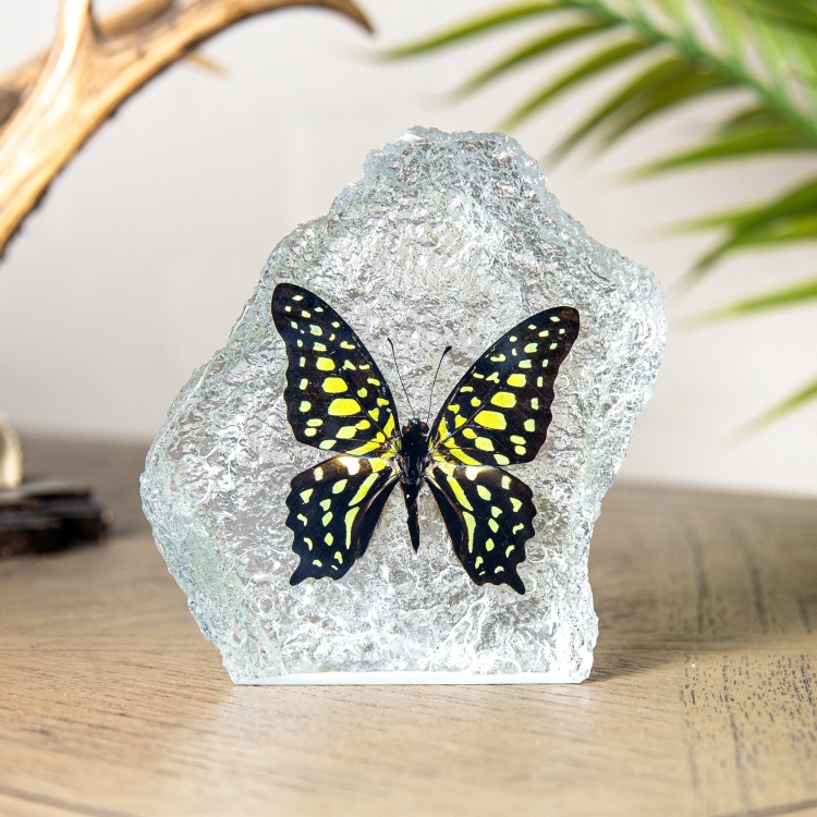 The Tailed Jay Butterfly In Resin (Graphium agamemnon)
