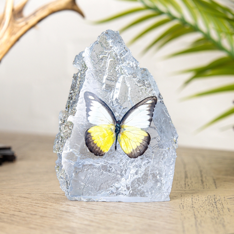 The Chocolate Albatross Butterfly In Resin (Appias lyncida)