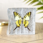 Minibeast Five-bar Swordtail Butterfly In Resin (Graphium antiphates)