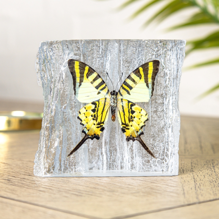 Five-bar Swordtail Butterfly In Resin (Graphium antiphates)