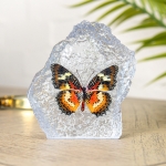 Minibeast The Malay Lacewing Butterfly In Resin (Cethosia hypsea)