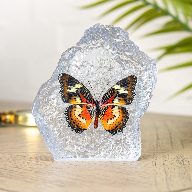 The Malay Lacewing Butterfly In Resin (Cethosia hypsea)