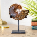 Minibeast 6.5 Inch Whole Polished Ammonite Fossil on Stand (Phylloceras sp)