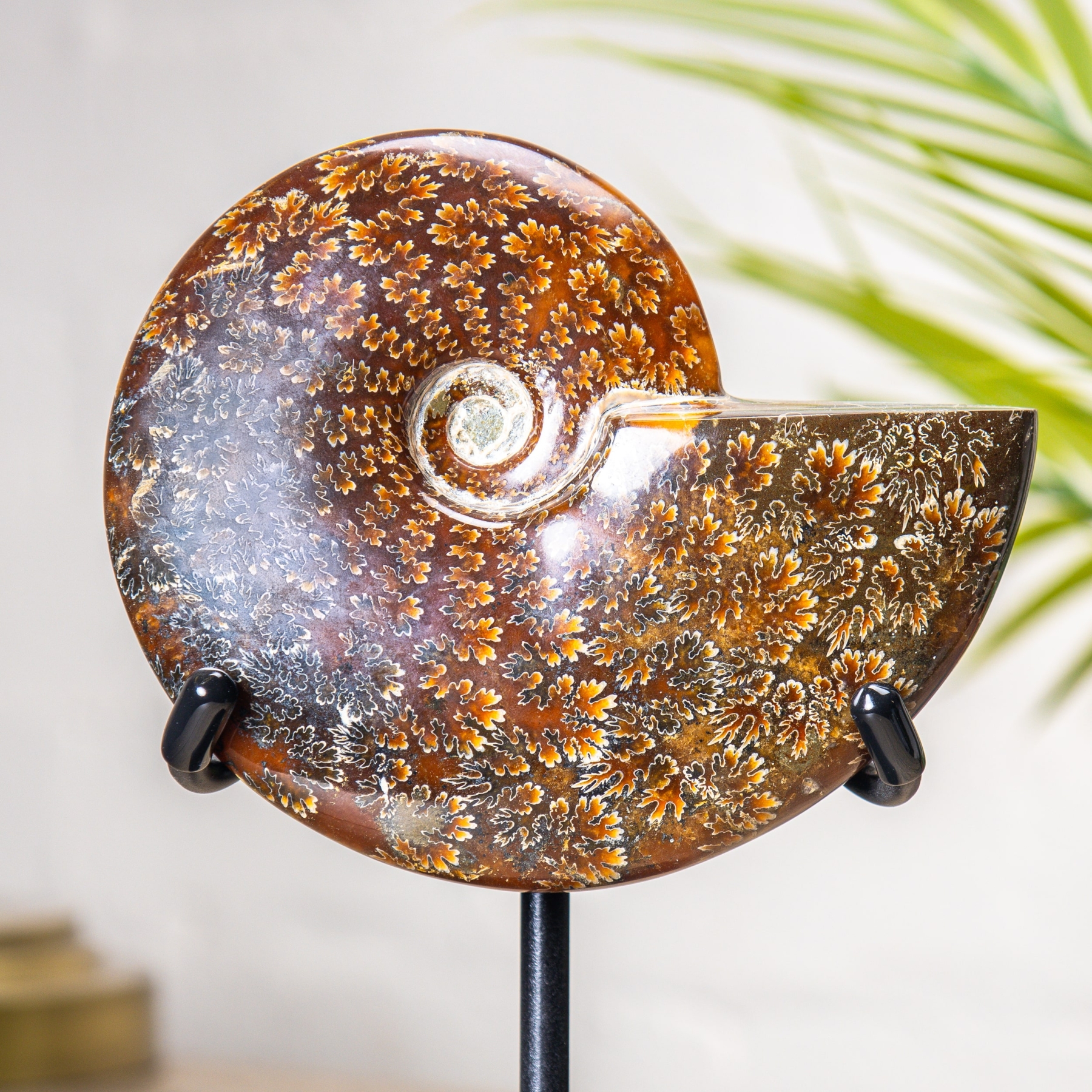 6.5 Inch Whole Polished Ammonite Fossil on Stand (Phylloceras sp)