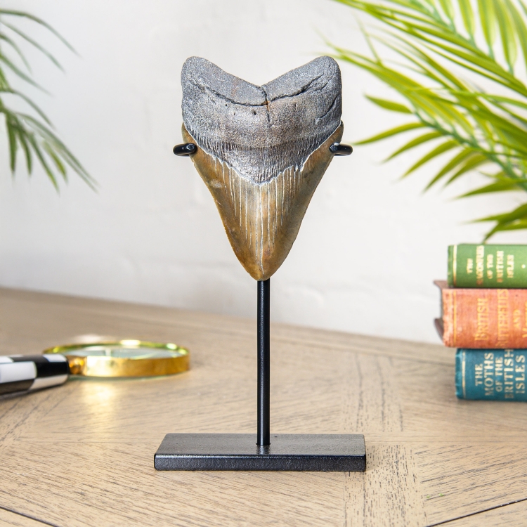 Collector Grade 4.5 Inch Polished Megalodon Tooth Fossil Stand (Carcharodon megalodon)