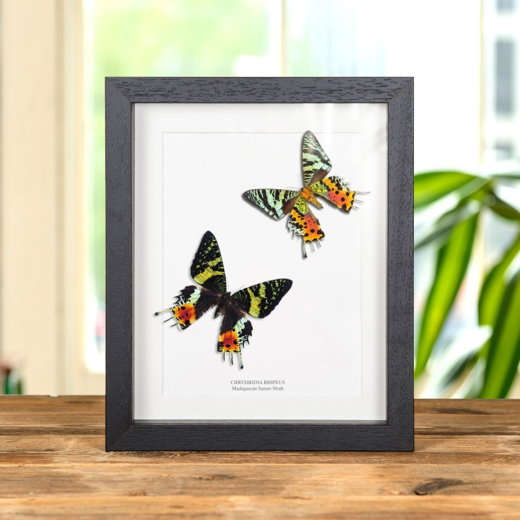 Madagascan Sunset Moth Pair (Chrysiridia rhipheus)