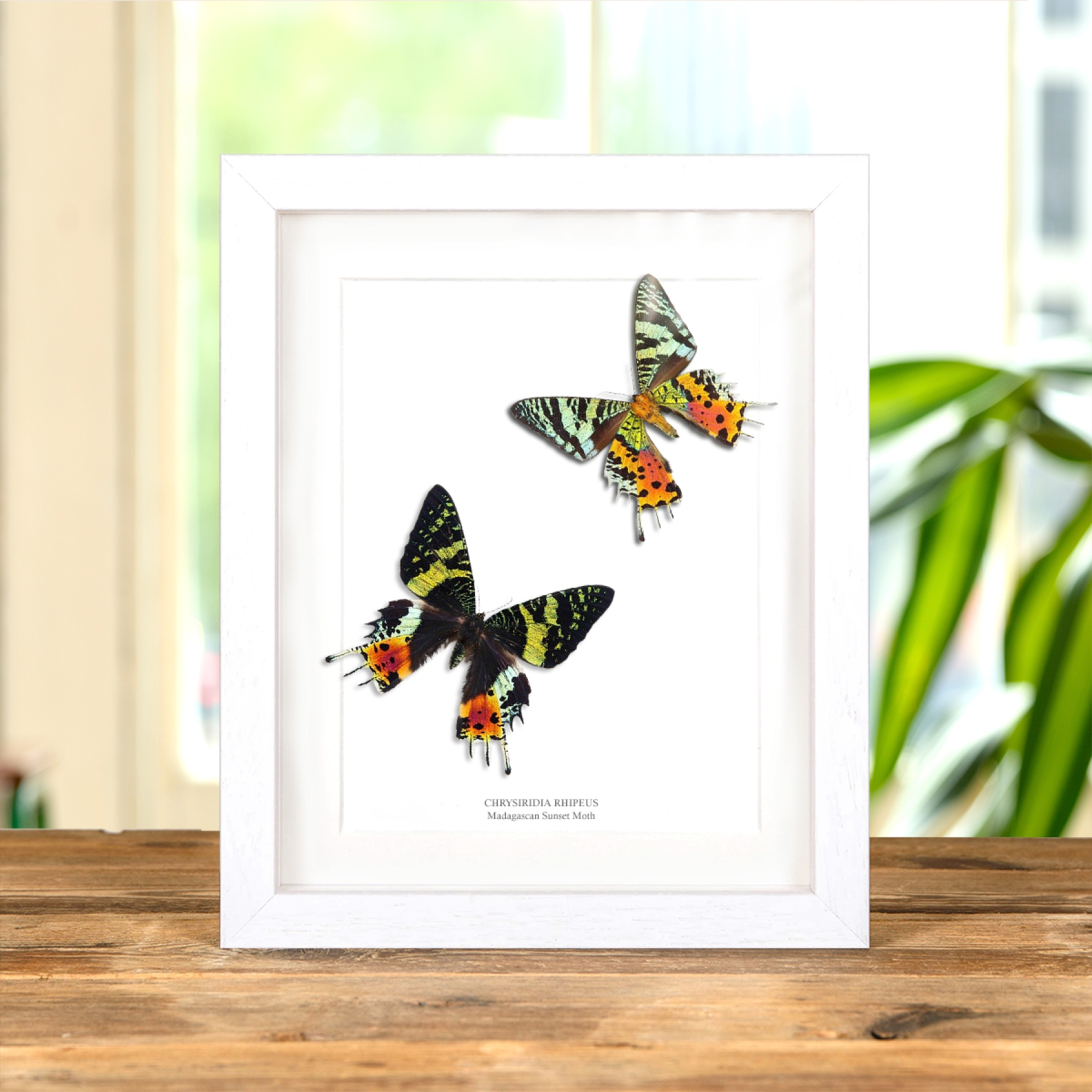 Madagascan Sunset Moth Pair (Chrysiridia rhipheus) Madagascan Sunset Moth Pair (Chrysiridia rhipheus)