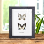 Minibeast The Great Nawab Pair In Box Frame (Polyura eudamippus)