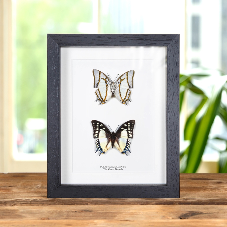 The Great Nawab Pair In Box Frame (Polyura eudamippus)