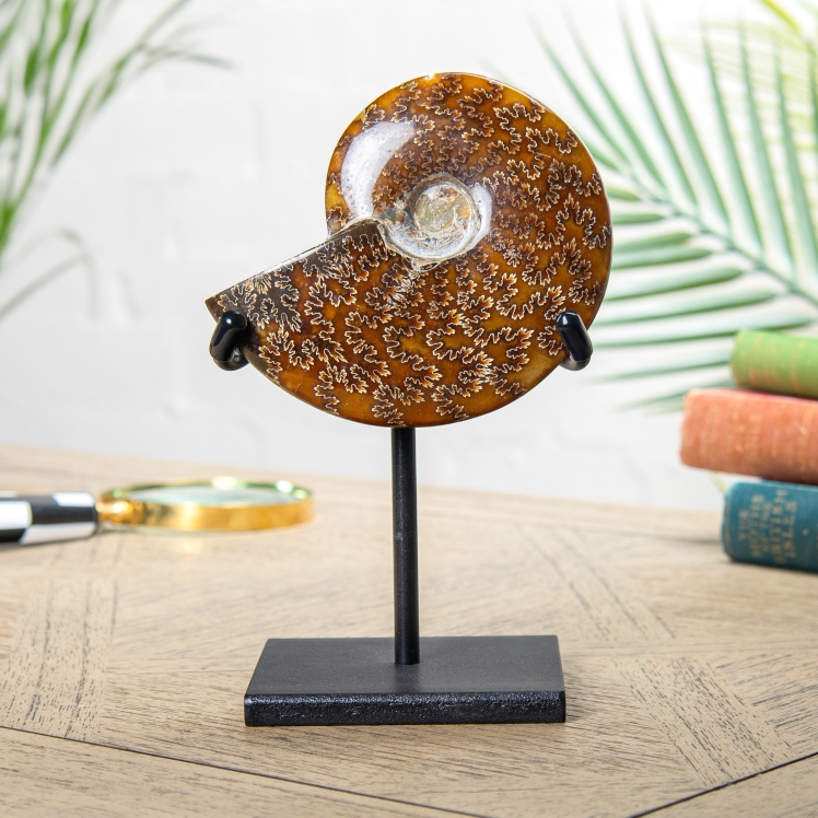 5.5 Inch Whole Polished Ammonite Fossil Stand (Cleoniceras sp) 5.5 Inch Whole Polished Ammonite Fossil Stand (Cleoniceras sp)