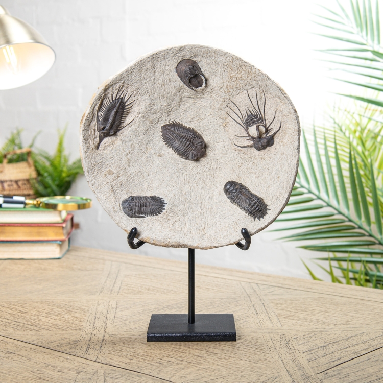 Devonian Age Trilobite Decorative Plate on Stand (Various sp)