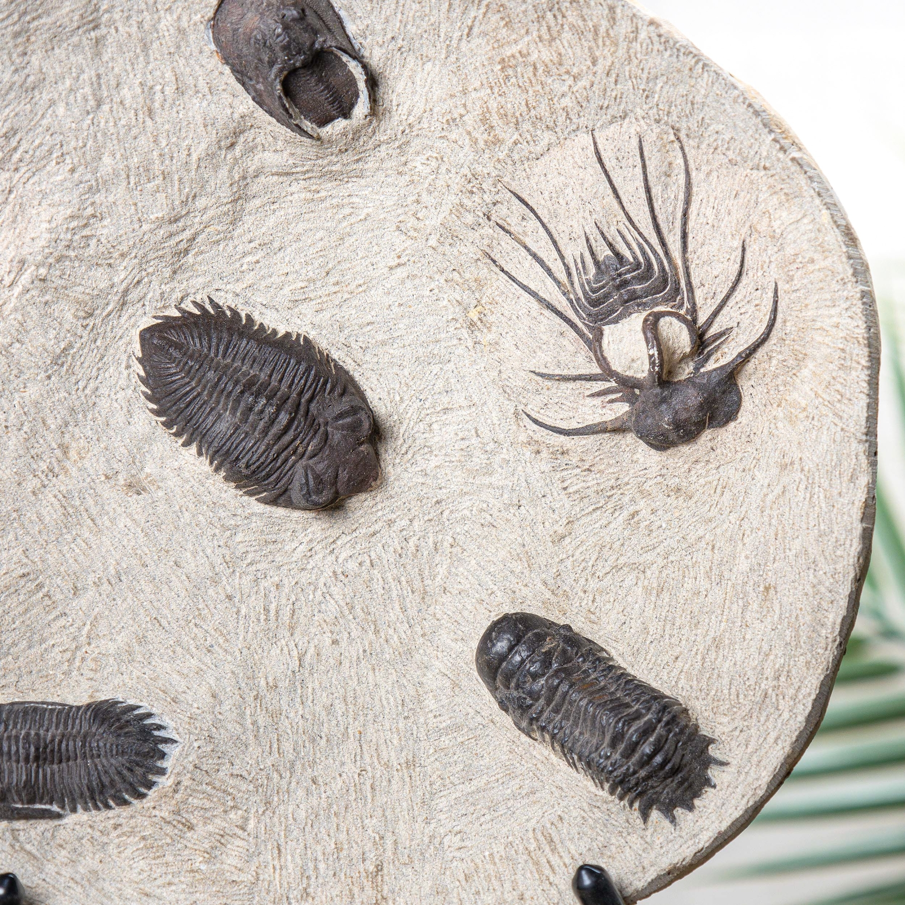 Devonian Age Trilobite Decorative Plate on Stand (Various sp)