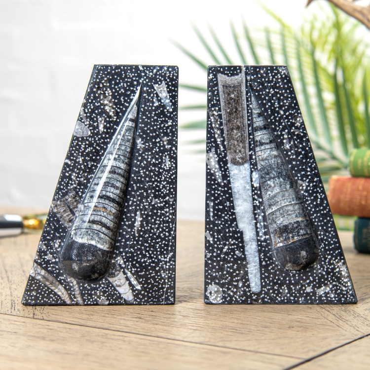 XL Marble Bookends with Fossilised Orthoceras