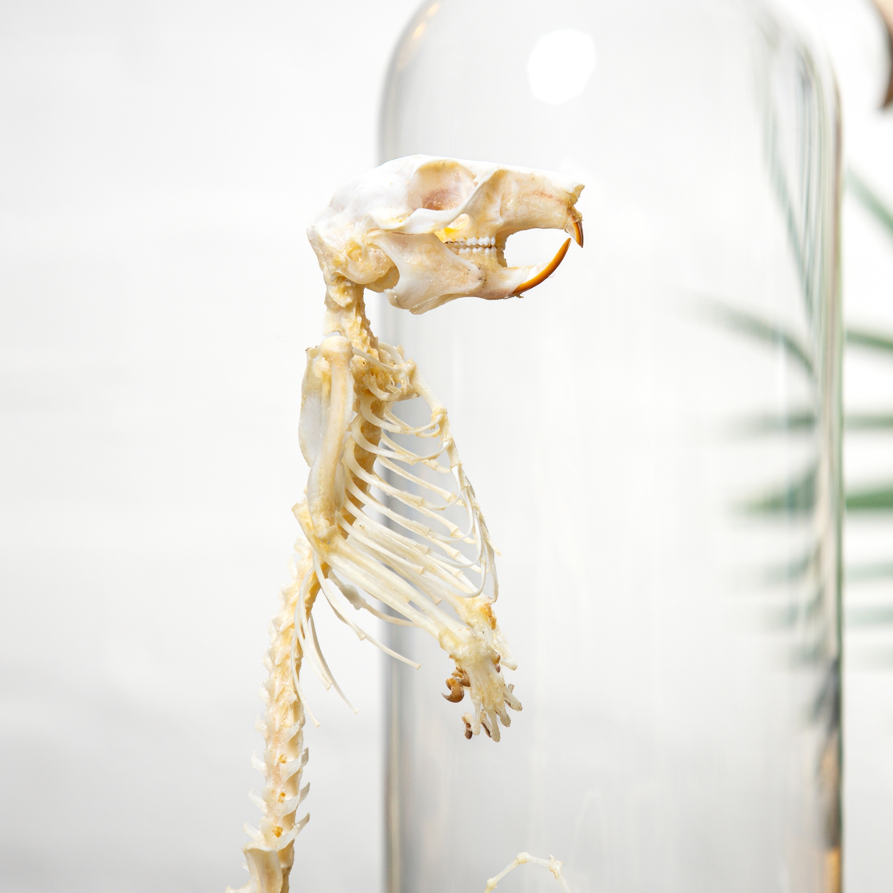 Treeshrew Skeleton In Glass Dome (Scandentia sp)