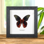 Minibeast Male Scarlet Mormon In Box Frame (Papilio rumanzovia)