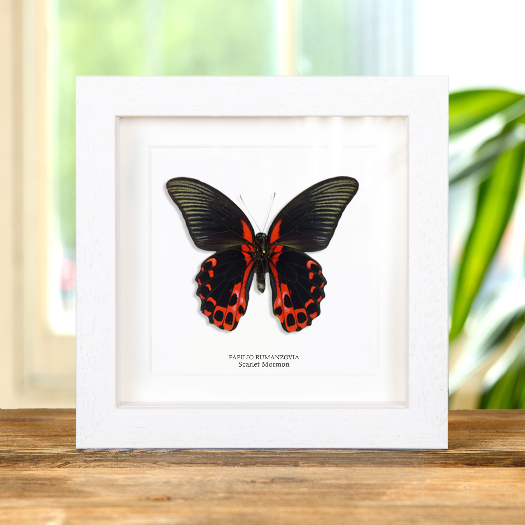 Male Scarlet Mormon In Box Frame (Papilio rumanzovia)