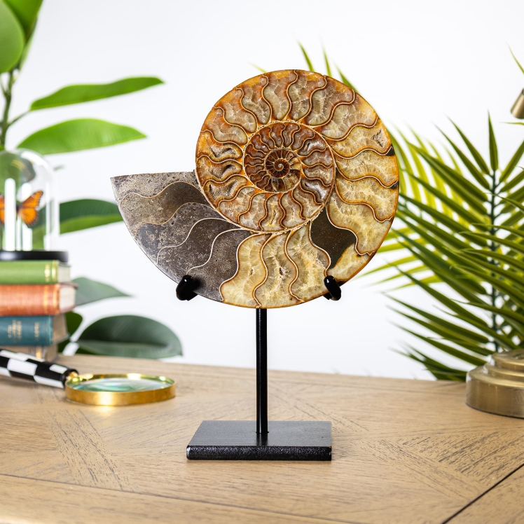 XL 8 Inch Cut & Polished Ammonite Fossil on Stand (Cleoniceras sp)