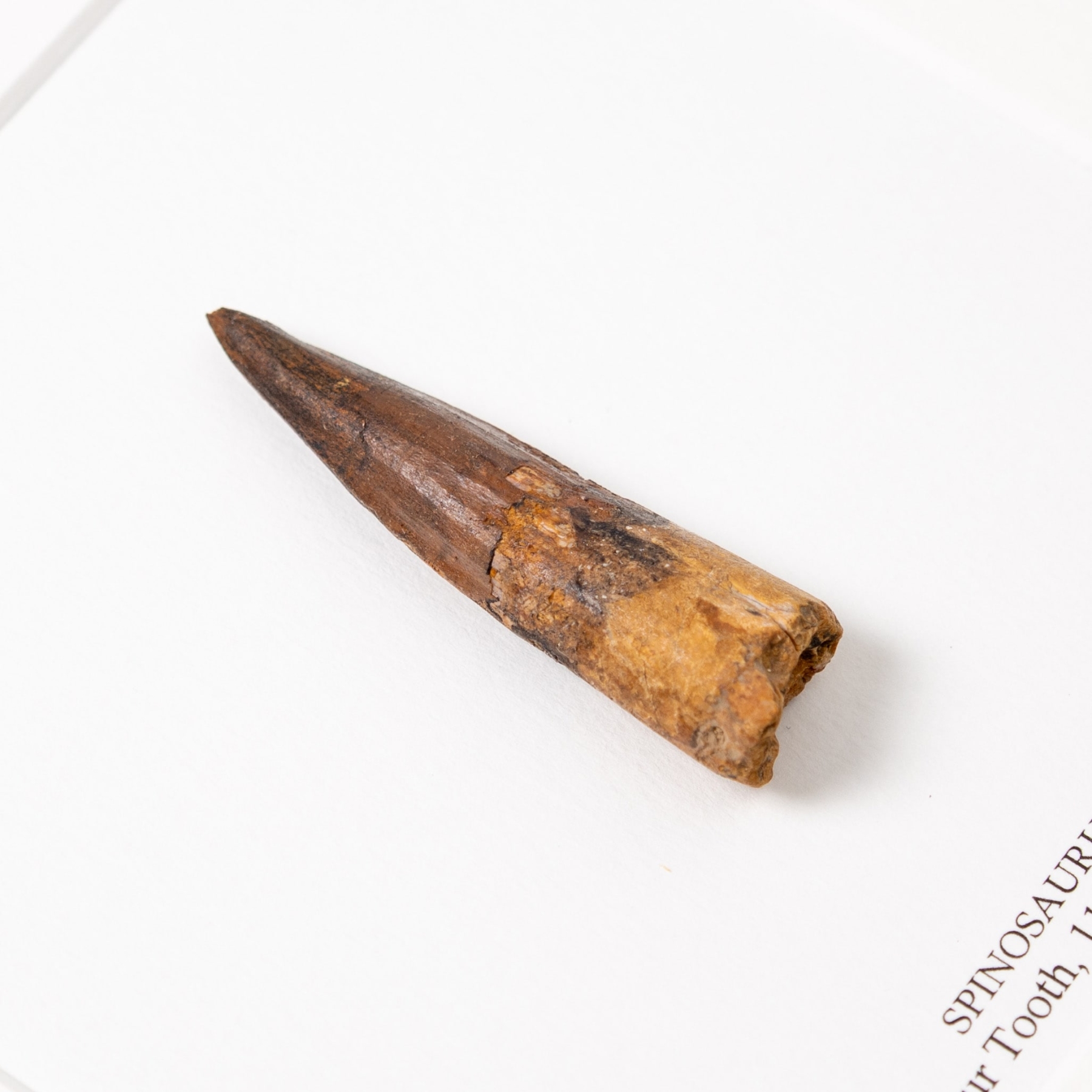 Spinosaurus Dinosaur Tooth Fossil In Box Frame (Spinosaurus aegyptiacus)