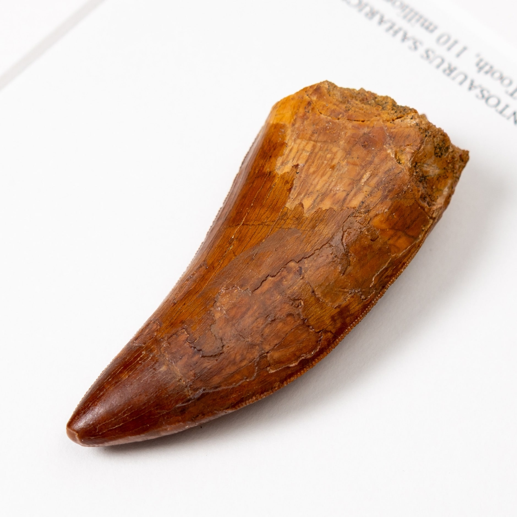 Collector Grade T-Rex Type Dinosaur Tooth Fossil (Carcharodontosaurus saharicus)