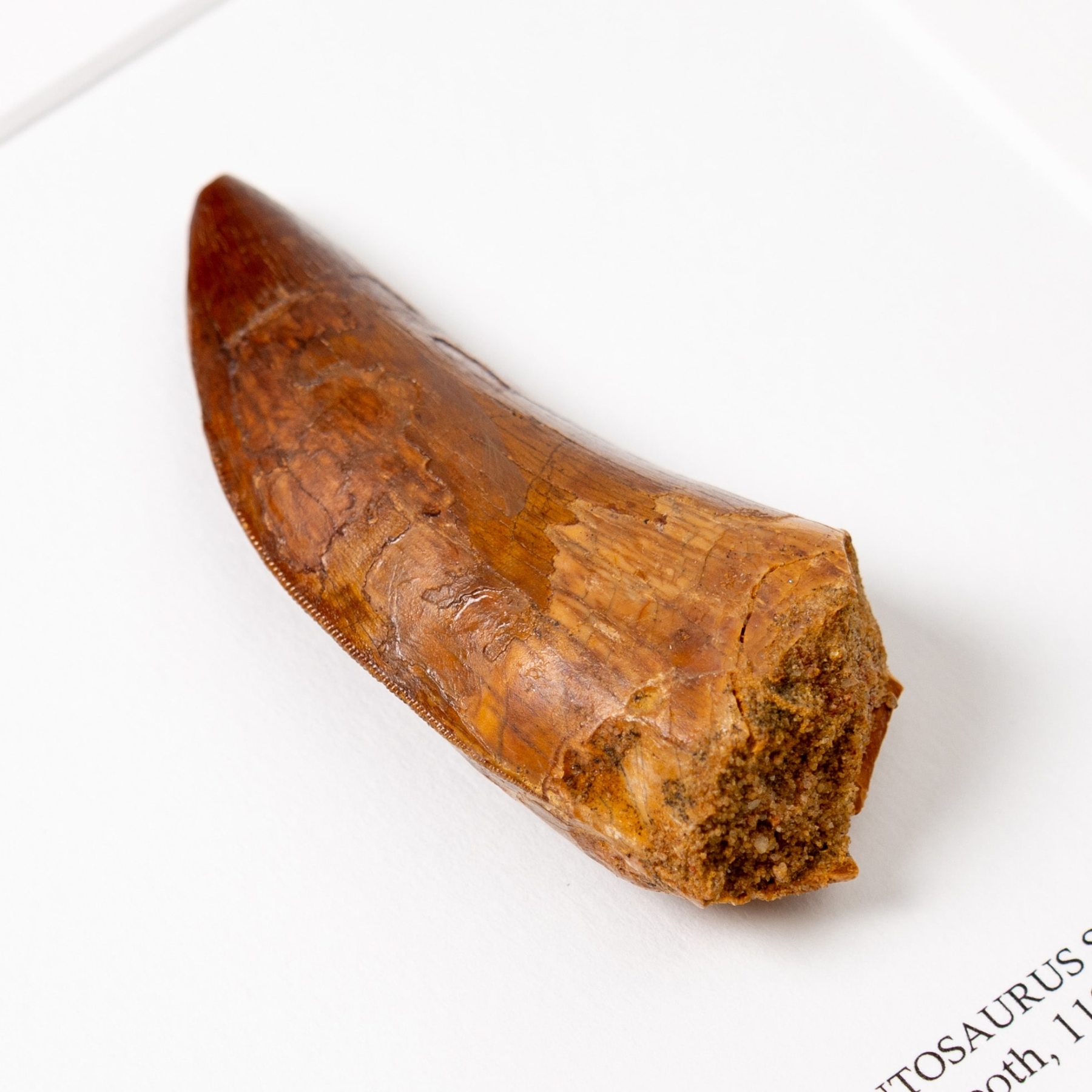 Collector Grade T-Rex Type Dinosaur Tooth Fossil (Carcharodontosaurus saharicus)