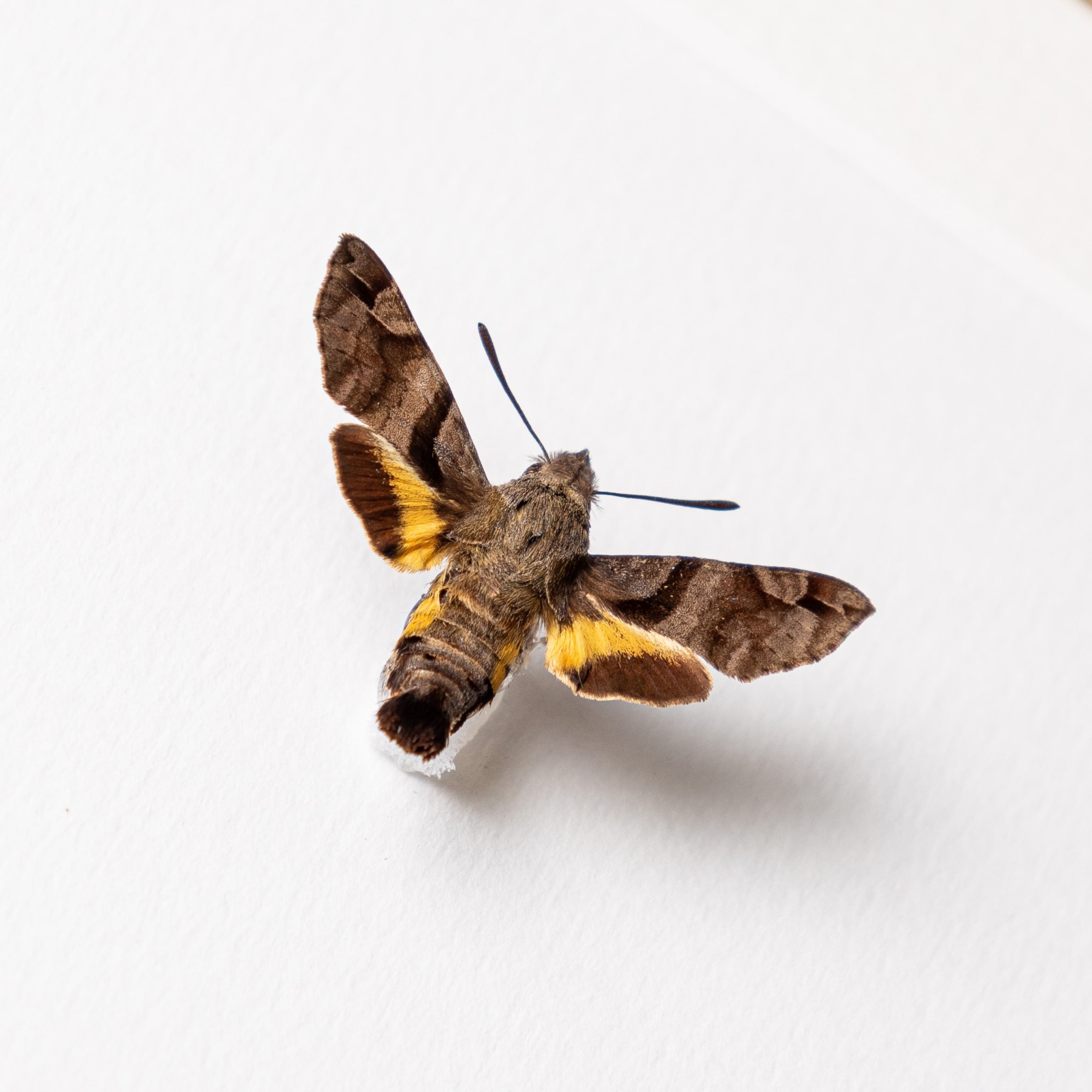 Himalayan Hummingbird Hawk Moth In Box Frame (Macroglossum nycteris)