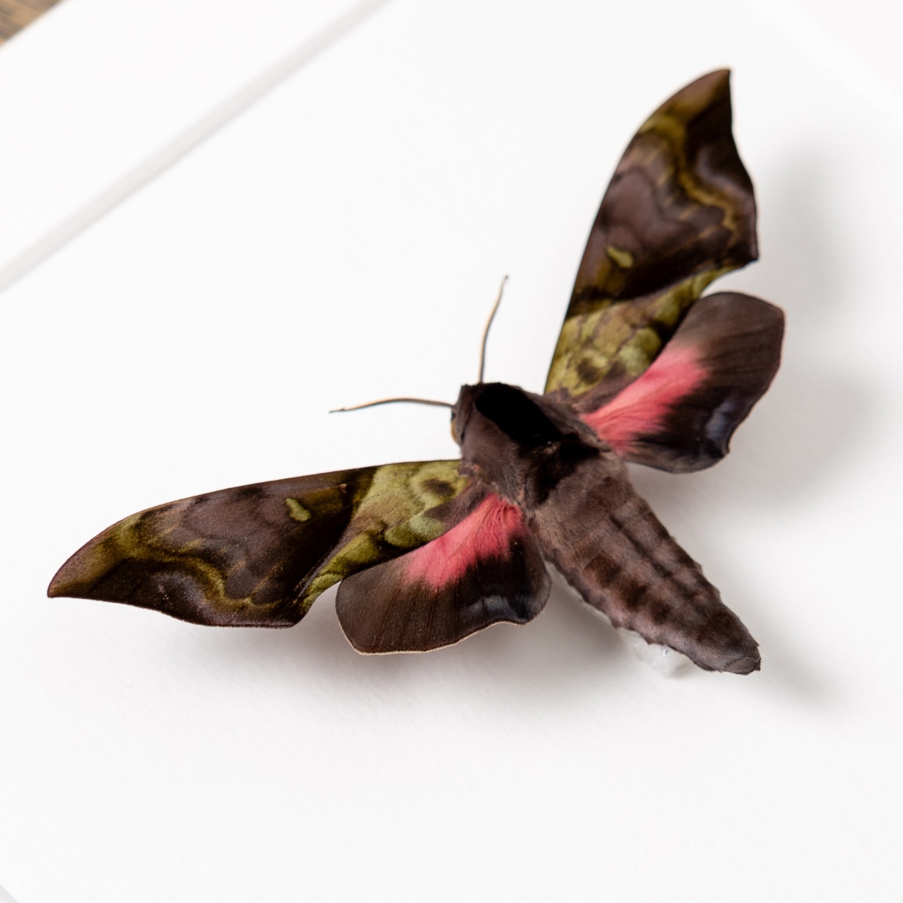 Rare Elwes' Pink & Green Hawk Moth In Box Frame (Anambulyx elwesi)
