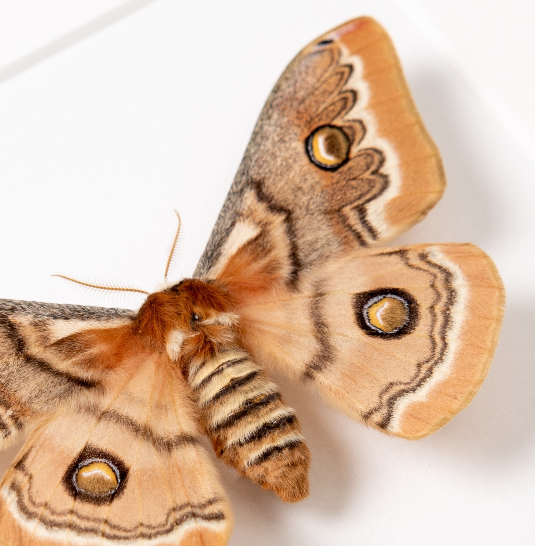 Hutton's Emperor Moth In Box Frame (Neoris shadulla)