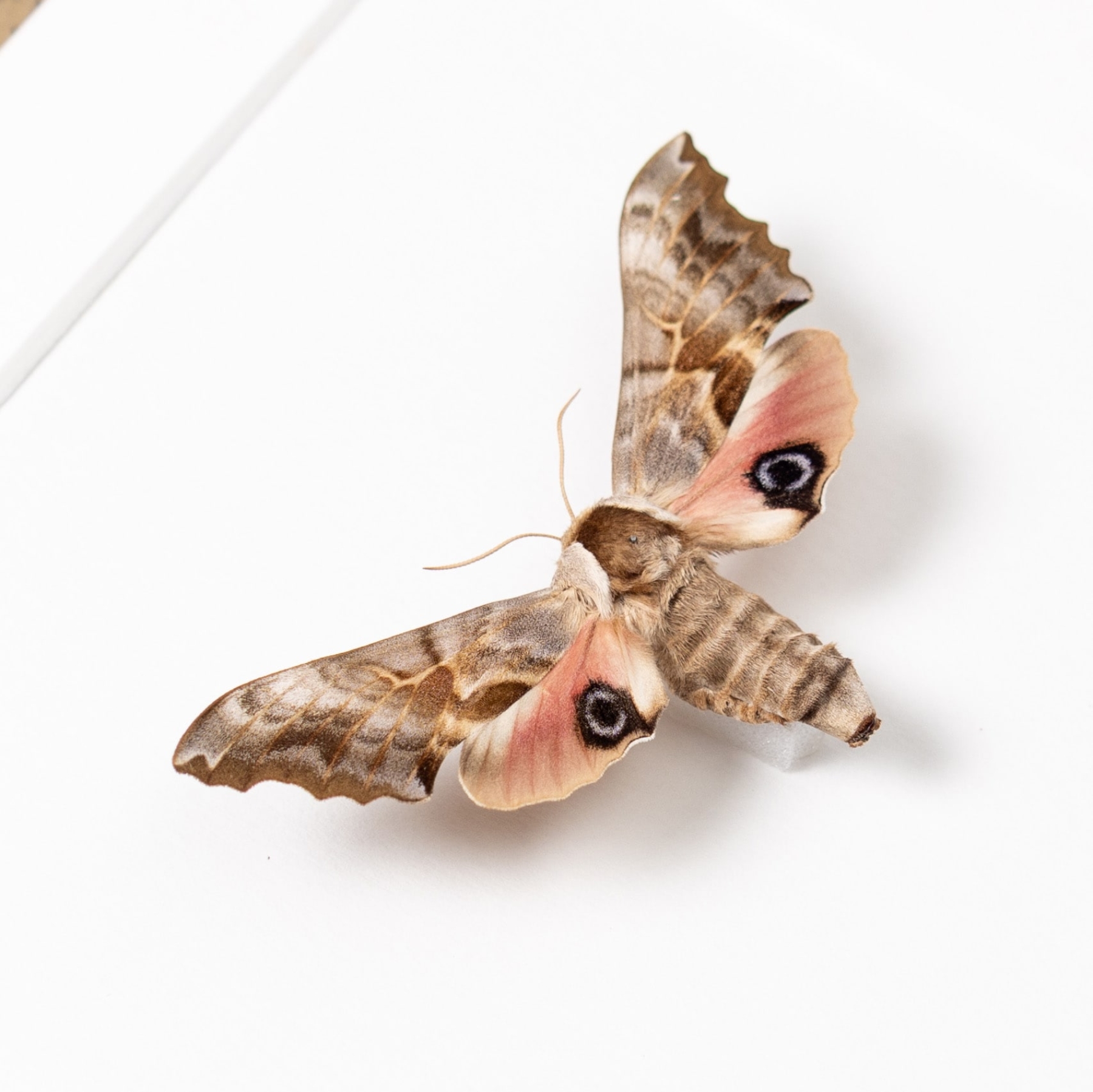 Minibeast One-eyed Sphinx Moth In Box Frame (Smerinthus cerisyi)