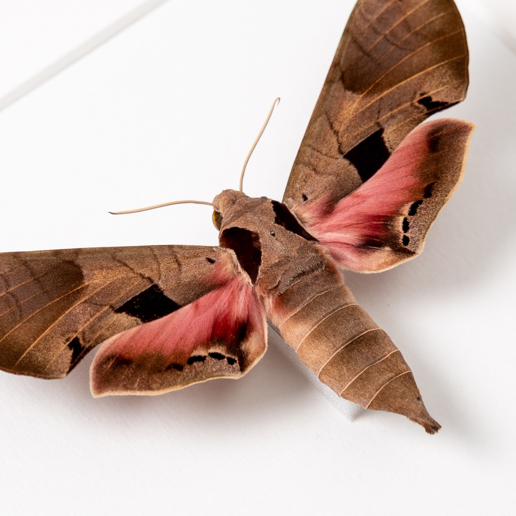 Achemon Sphinx Moth In Box Frame (Eumorpha achemon)