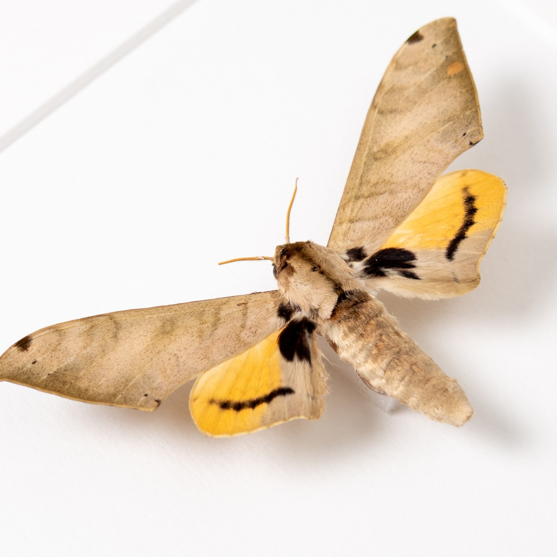 Pseudoclanis occidentalis Moth In Box Frame from Africa