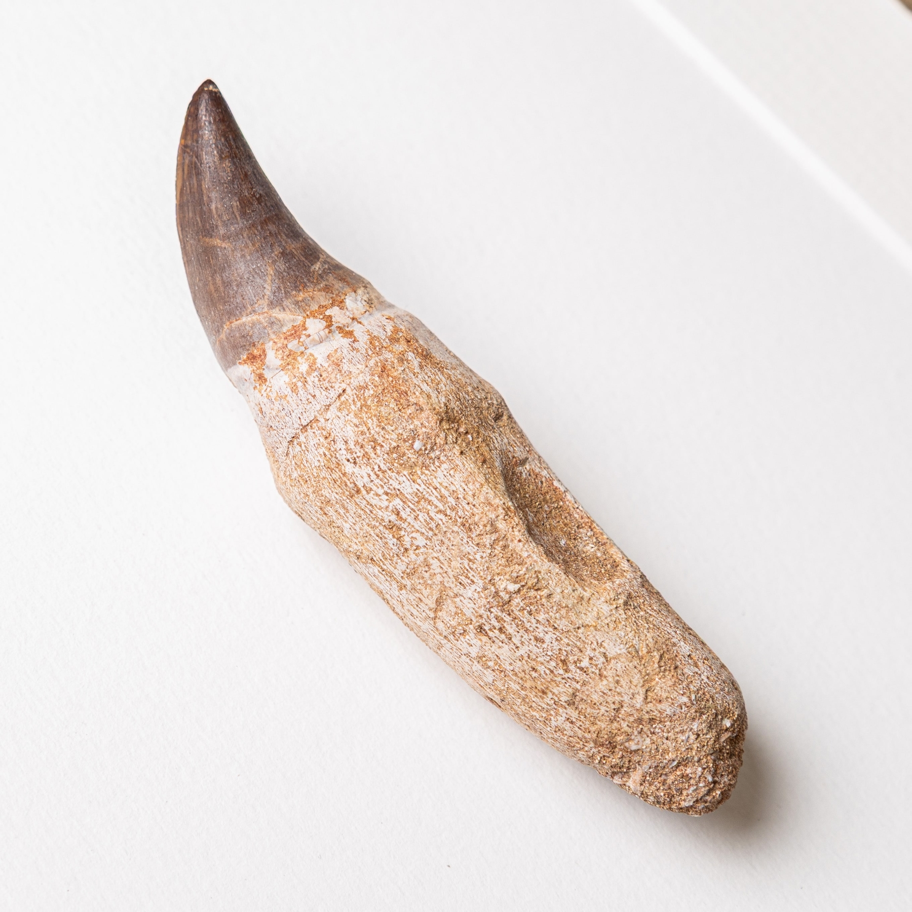 Small Mosasaur Tooth On Original Root In Box Frame (Mosasauridae sp)