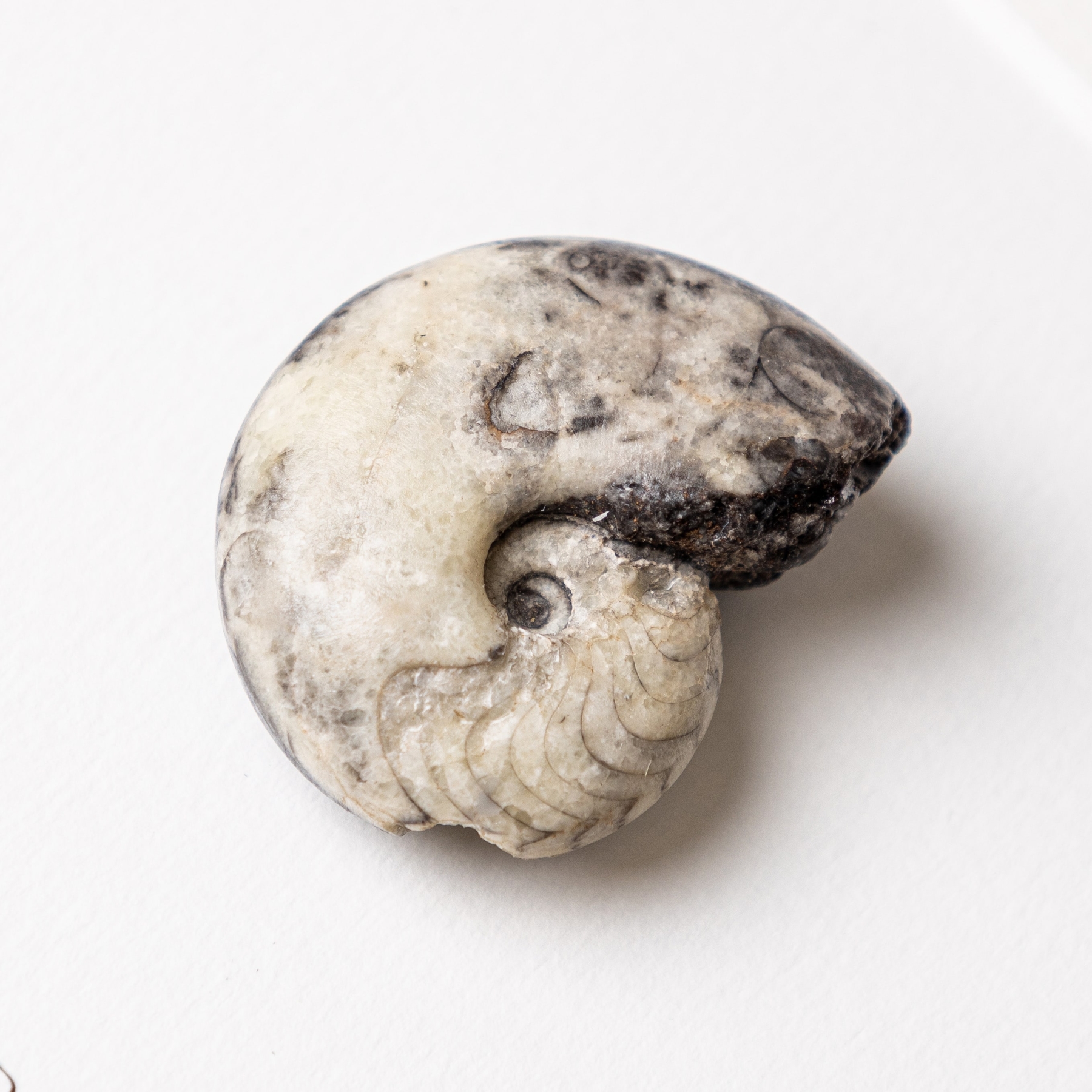 Whole Rough Goniatite Ammonite In Box Frame (Goniatitida sp)