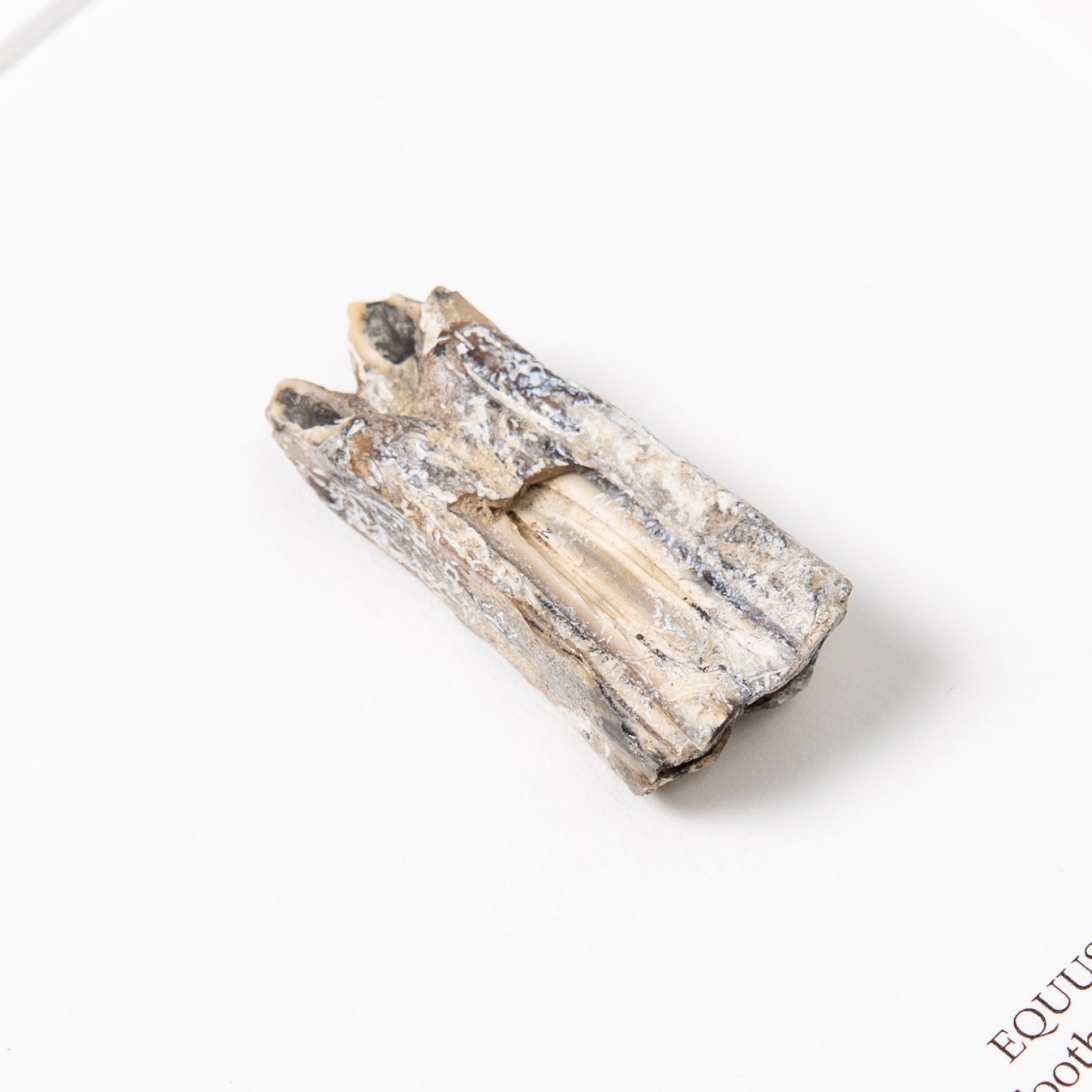 White Horse Tooth Fossil In Box Frame (Equus sp)