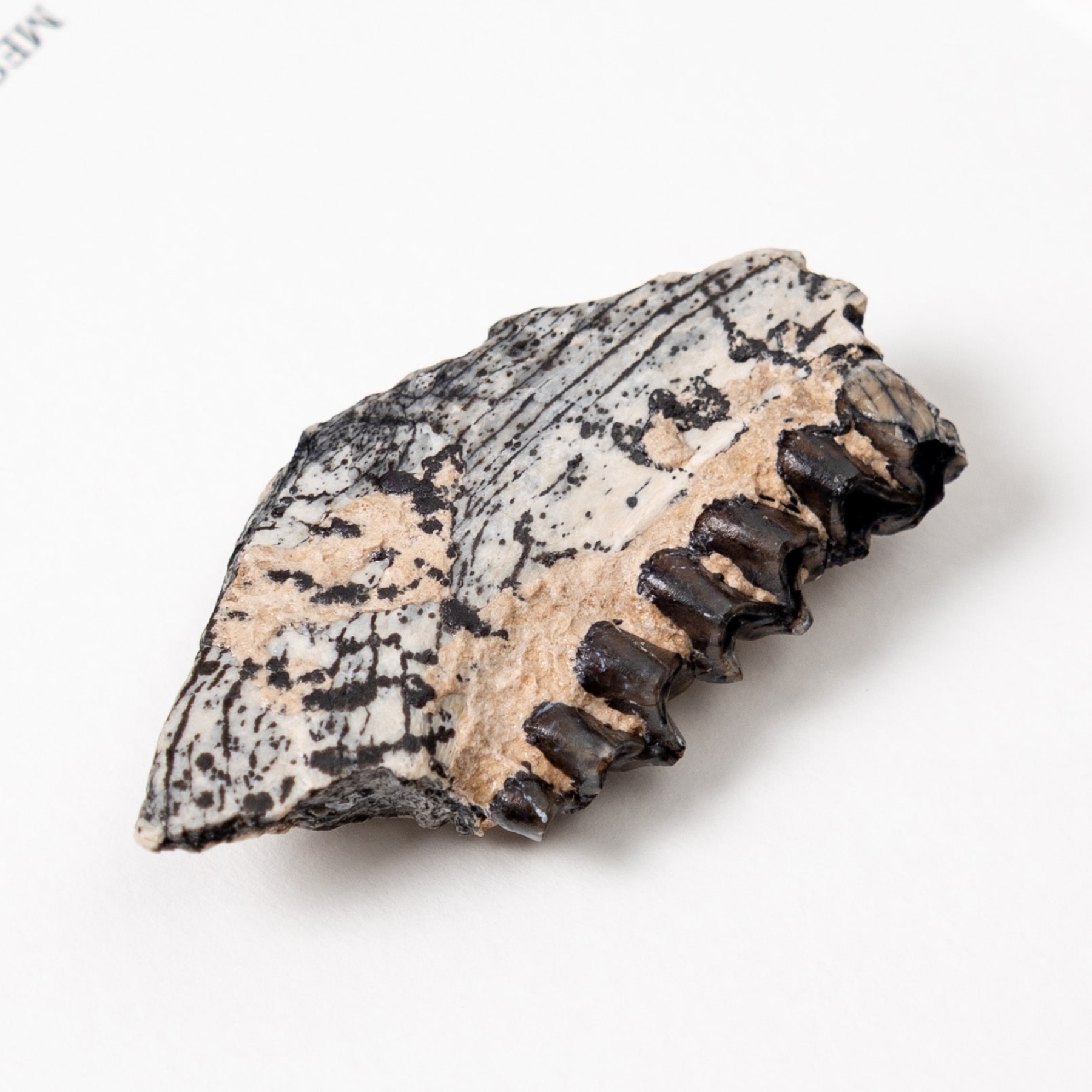 Minibeast Horse Jaw Fossil In Box Frame (Mesohippus bairdi)
