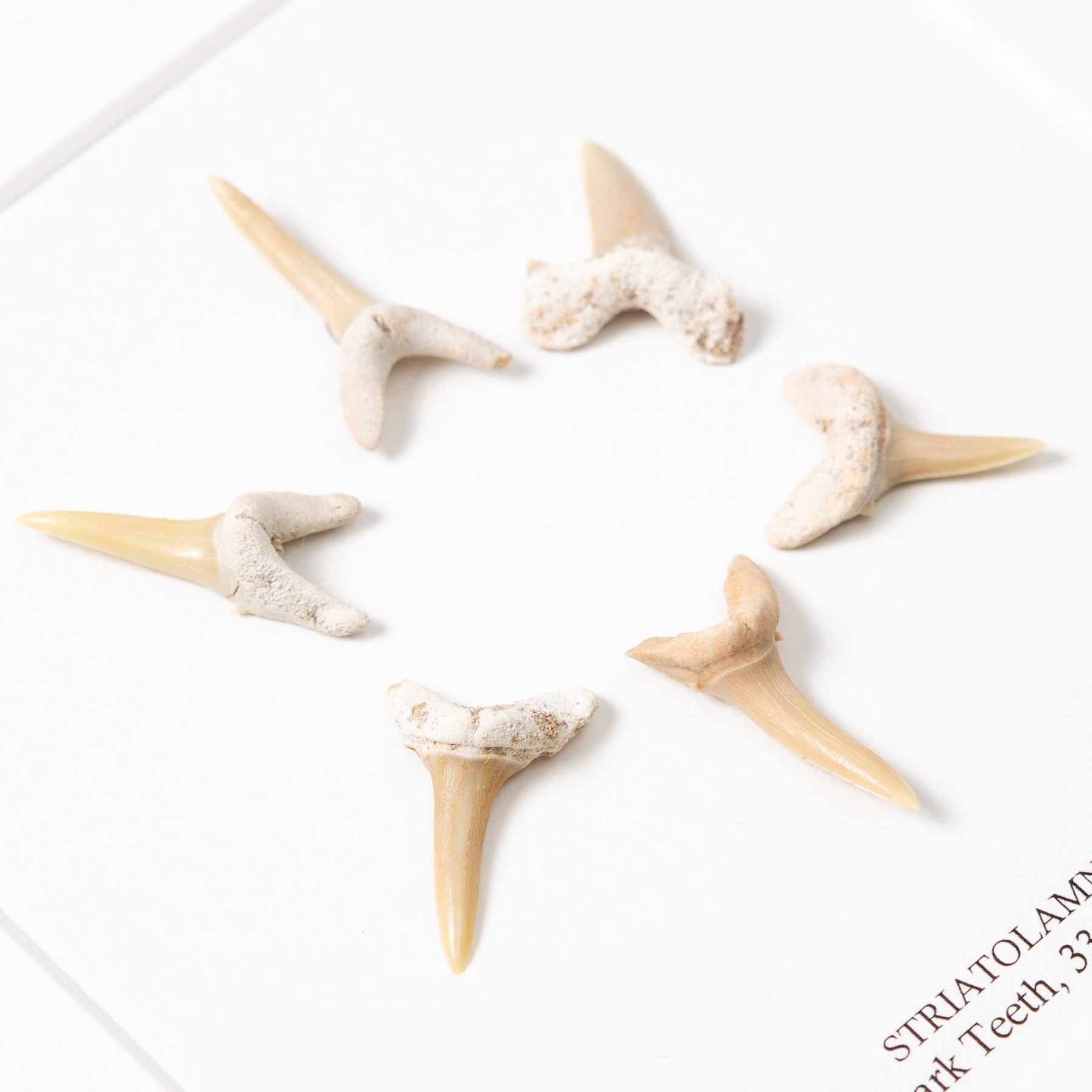 Set of Fossilised Sand Shark Teeth In Box Frame (Striatolamnia sp)