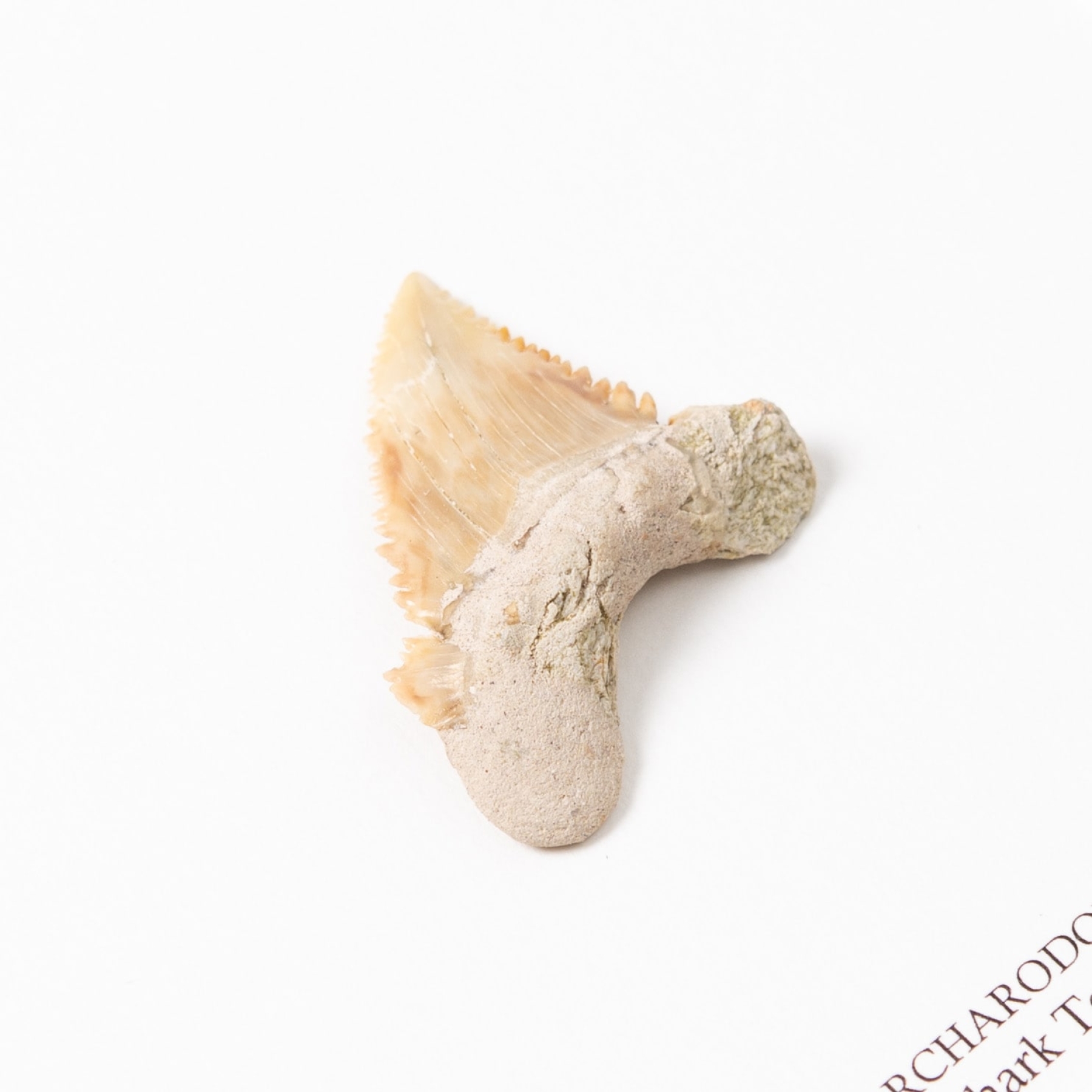 Palaeocarcharodon Shark Tooth Fossil In Box Frame (Palaeocarcharodon orientalis)