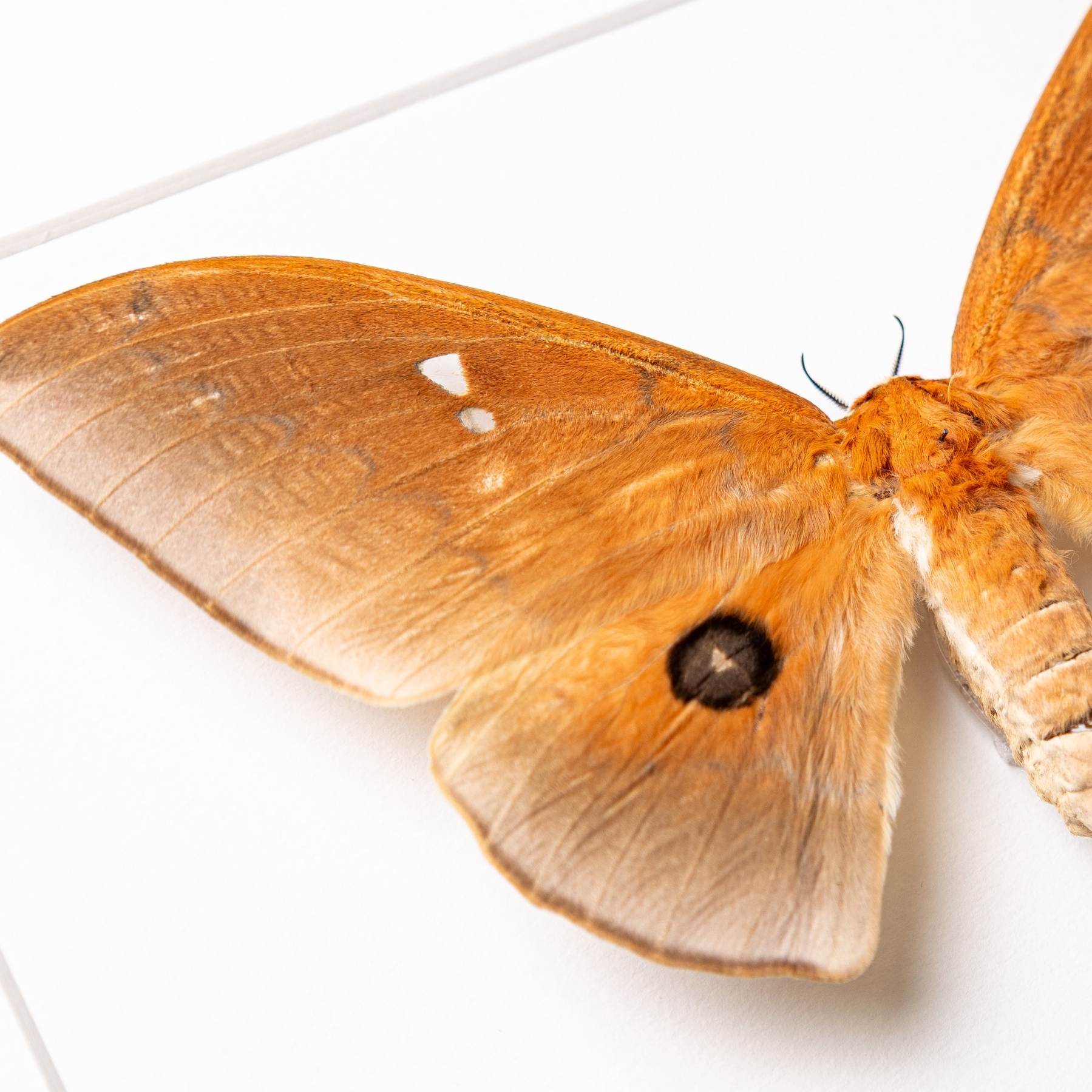 Giant Silkmoth In Box Frame (Pseudobunaea alinda)