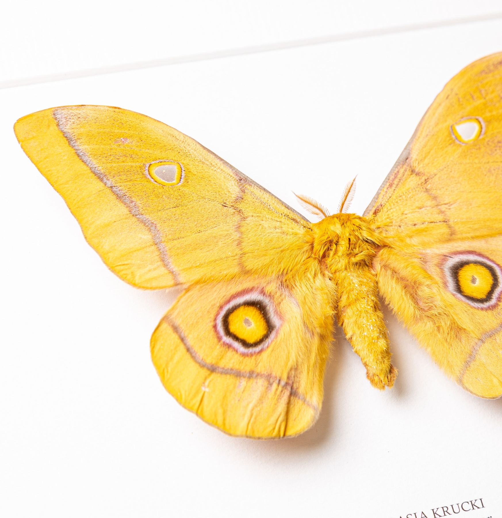 African Golden Emperor In Box Frame (Gonimbrasia krucki)