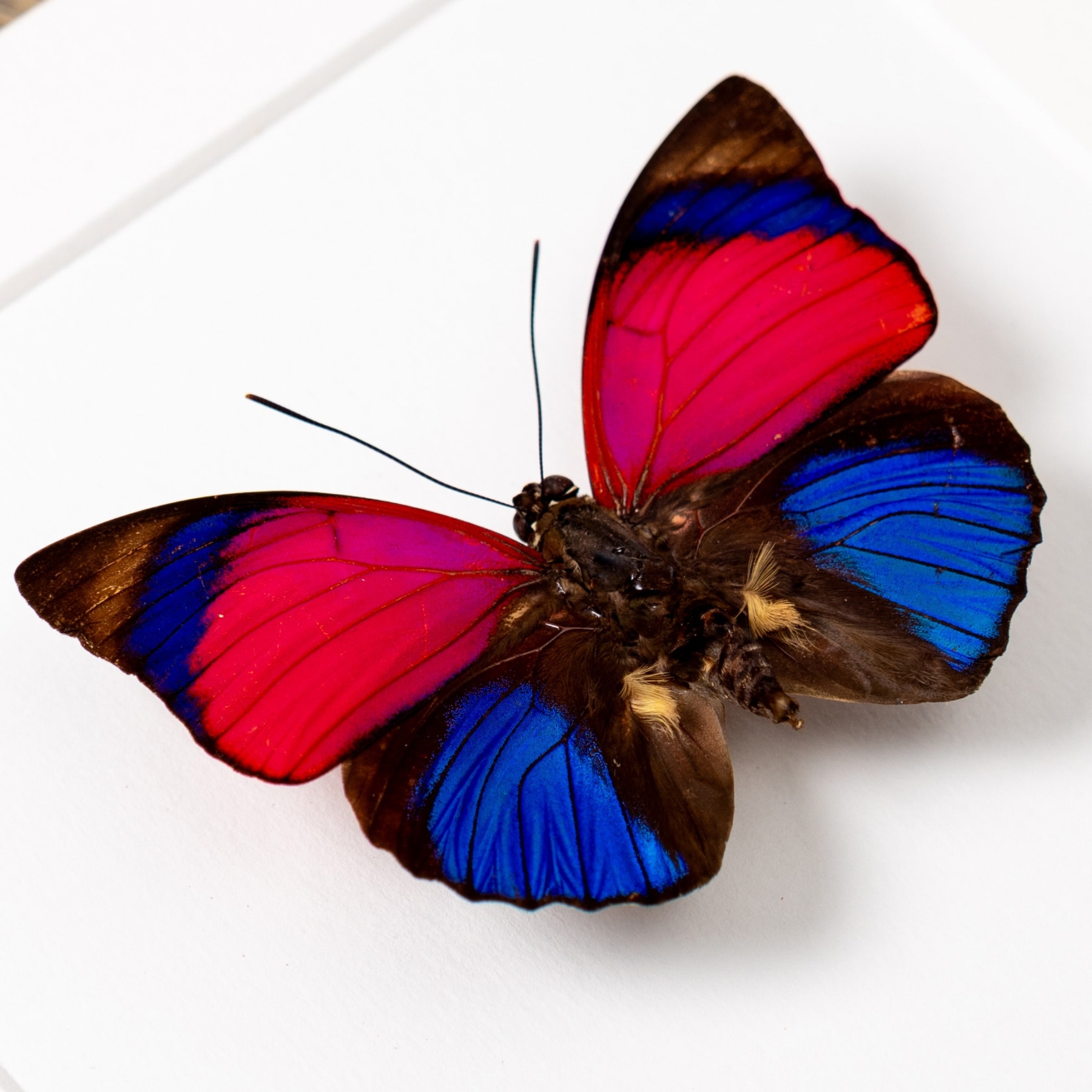 Claudina Agrias Butterfly In Box Frame (Agrias sardanapulis)