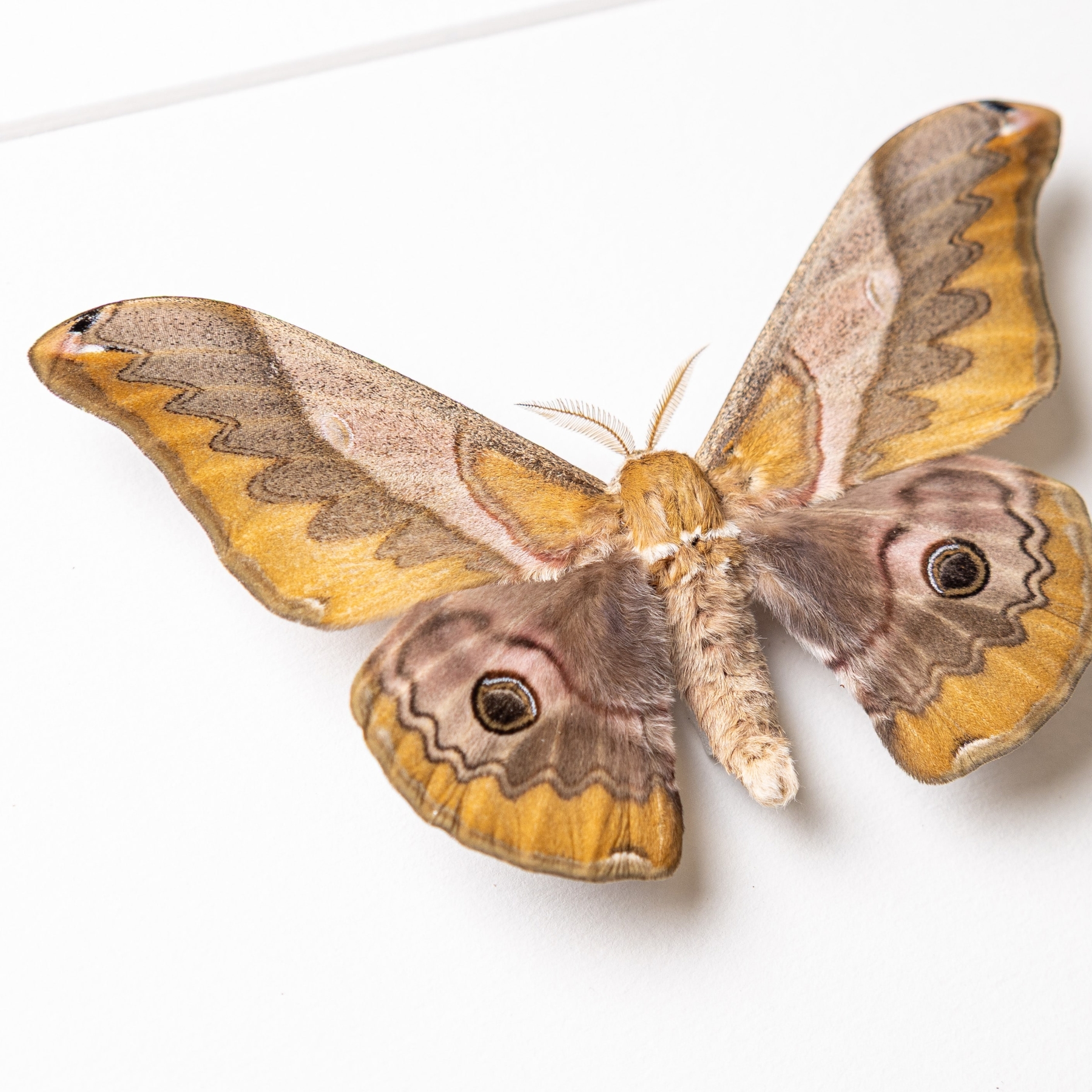 Japanese Giant Silkworm Moth In Box Frame (Saturnia japonica)