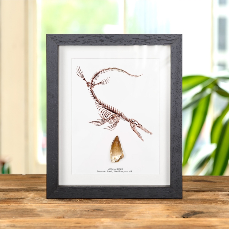 Large Mosasaur Dinosaur Tooth Fossil & Illustration (Mosasaurus sp) Large Mosasaur Dinosaur Tooth Fossil & Illustration (Mosasaurus sp)