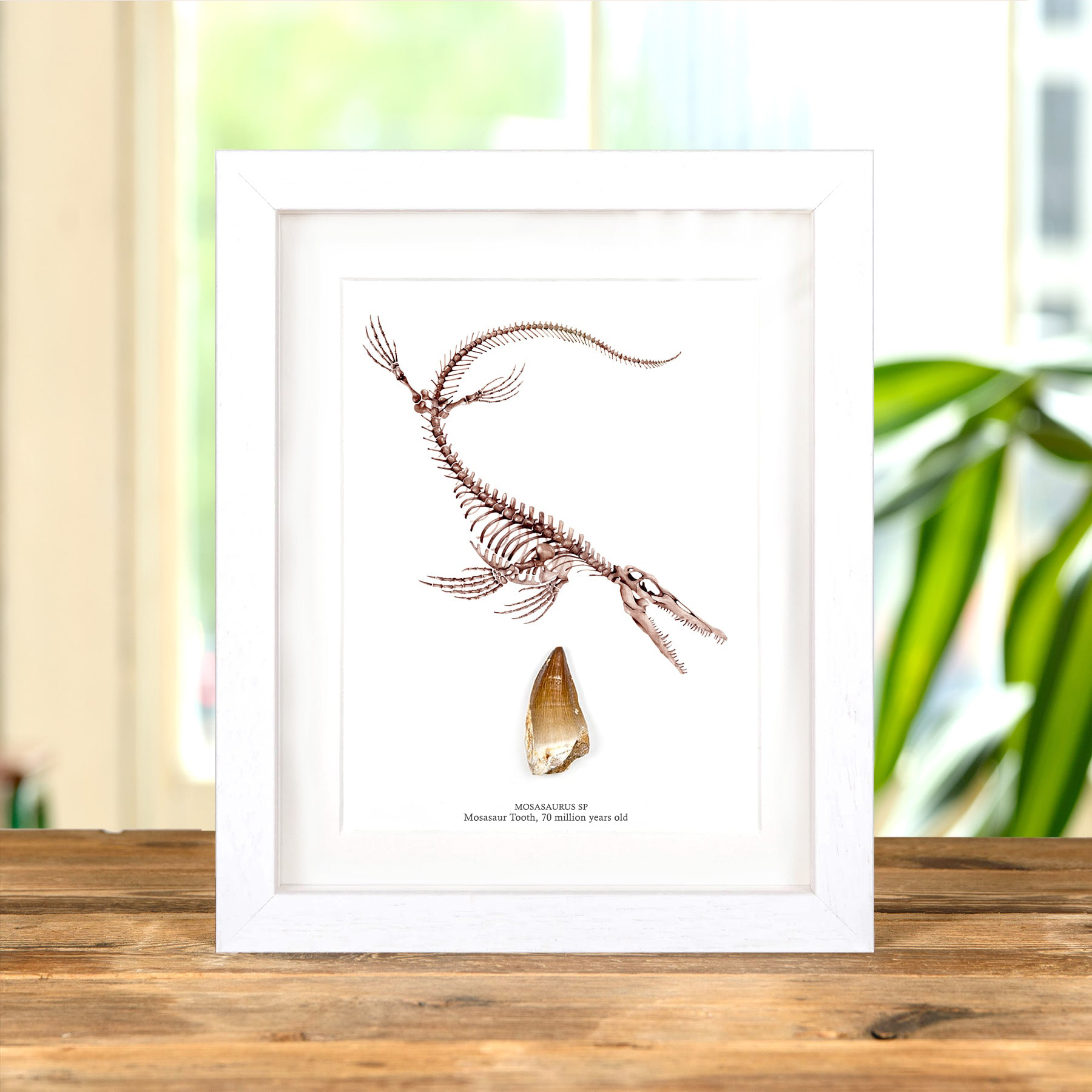 Large Mosasaur Dinosaur Tooth Fossil & Illustration (Mosasauridae sp) Large Mosasaur Dinosaur Tooth Fossil & Illustration (Mosasauridae sp)