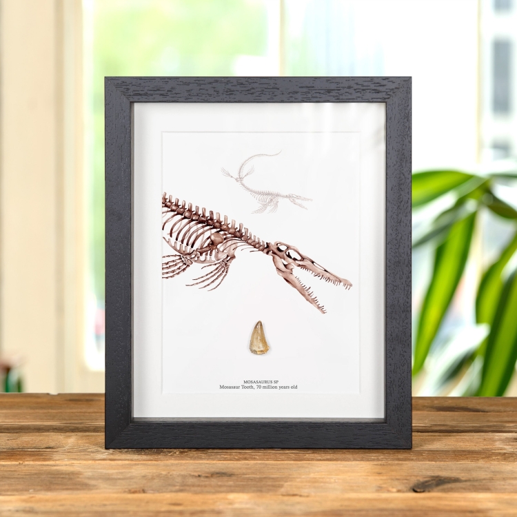 Mosasaur Dinosaur Tooth Fossil & Close Up Illustration (Mosasaurus sp)