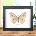 Minibeast Female Ghostly Silkmoth In Box Frame (Ceranchia apollina)