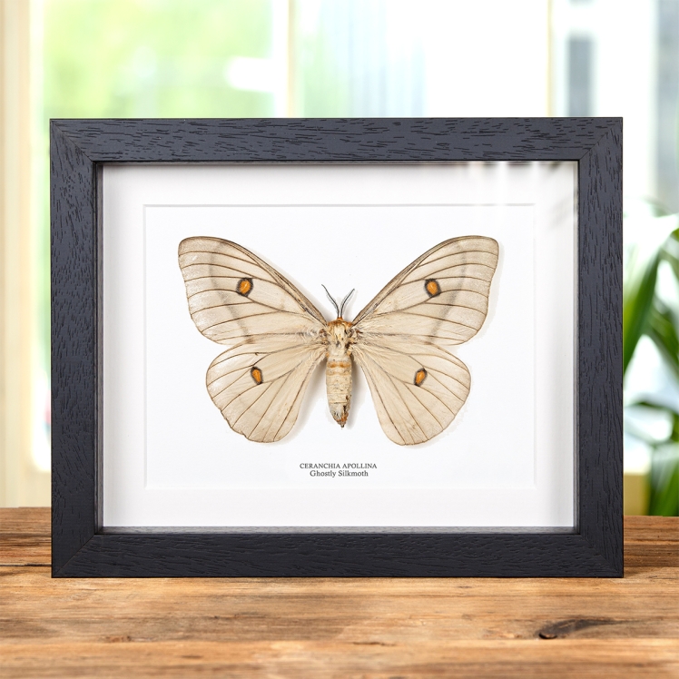 標本 Ceranchia apollina 116mm 140mm very big Giant Ghostly Silk Moth Ceranchia Apollina FAMALE Framed