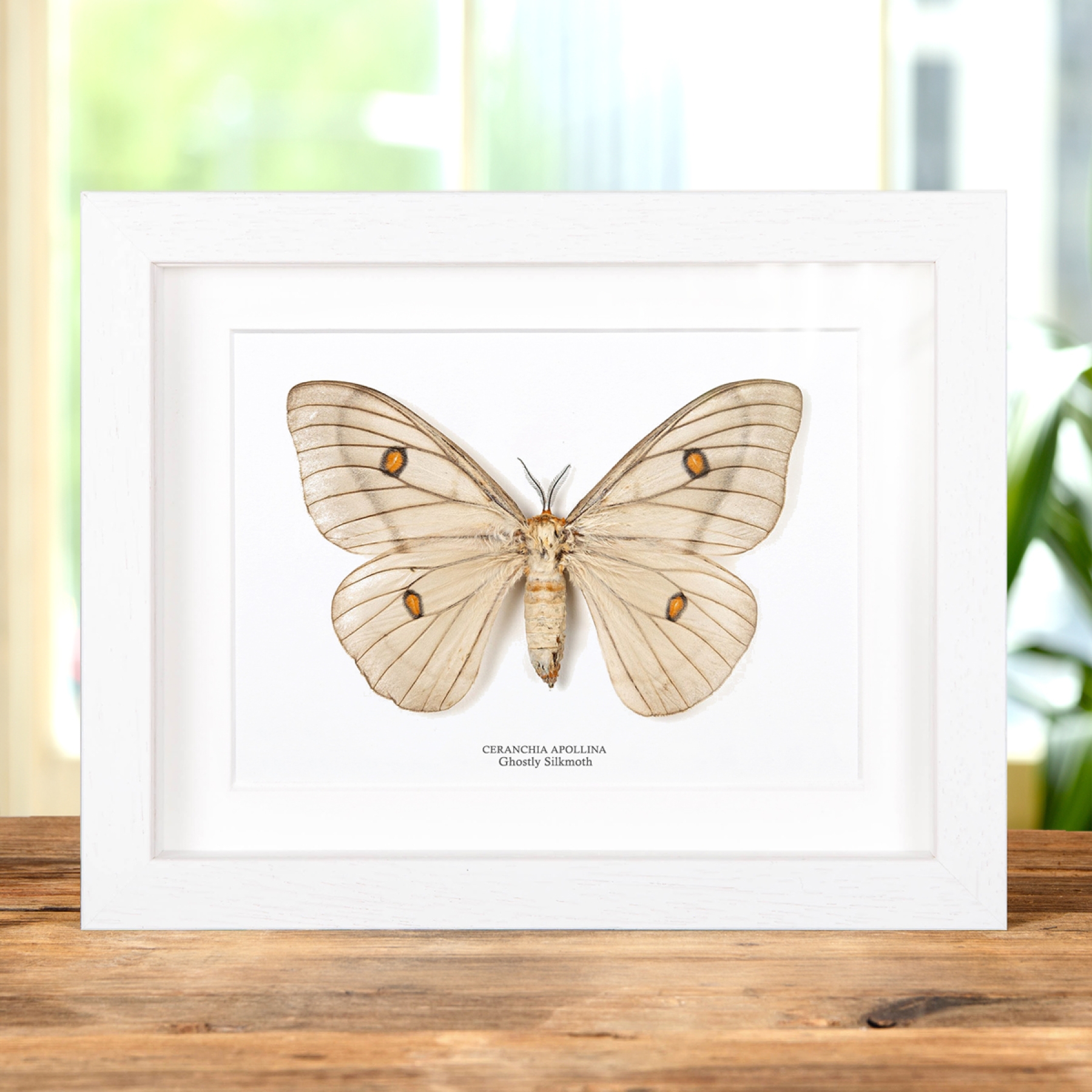 Female Ghostly Silkmoth In Box Frame (Ceranchia apollina)