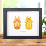 Gray's Leaf Insect Orange & Yellow Pair In Box Frame (Phyllium bioculatum) Minibeast Gray's Leaf Insect Orange & Yellow Pair In Box Frame (Phyllium bioculatum)
